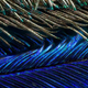 Image for article titled Amazing Photographs Capture the Microscopic Iridescence of Peacock Feathers